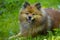 Small German Spitz dog on summer lawn