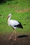 Small german stork is walking on a field