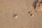 Small Ghost Crab Walking Quickly on the Sea Beach in the Morning