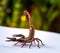 Small giant forest scorpions prepared to fighting and protected itself when photographer approach to shoot on the backyard table.