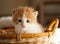 Small ginger kitten in the basket in home