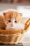 Small ginger kitten in the basket in home