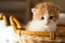 Small ginger kitten in the basket in home