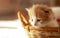 Small ginger kitten in the basket in home