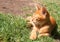 Small ginger kitten sleeping on grass