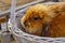 A small ginger rabbit sits in a white basket