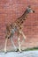 Small giraffe on brick background