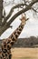Small Giraffe standing underneath a tree branch