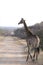 Small giraffe walking along the road