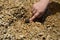 Small girl hand pushing gastropod seashell with hermit crab Paguroidea on stony beach in Croatia, Adriatic