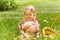 Small girl hugging rabbit in field