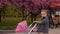 A small girl pushes a pram in front of her in a Park near a flowering tree.