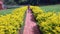 Small girl walking on a brick path among the yellow flowers
