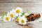 Small glass bottle with essential chamomile oil on the old wooden background. Chamomile flowers, close up.