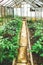 Small glass greenhouse with tomato plants and watering system