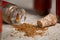 Small Glass Jar Containing Spices Knocked Over Cork Stopper Macro Close Up Tiny