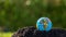 The small globe, earth is on hand, grass, leaf. The globe has maps on it and environmental map. The earth map shown geography