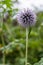 Small globe Thistle