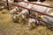 small goats eating hay in barn