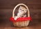 Small golden british kitten in basket