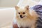 Small golden pomeranian puppy dog held in the arms of his owner