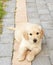 Small golden retriever puppy