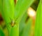 Small golden yellow head spider animal on green leaf in thailand. Furry pest in garden