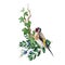 Small goldfinch bird on branch. Floral decor. Watercolor realistic illustration. Hand drawn wildlife bird. Goldfinch