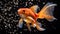 Small Goldfish and Water Bubbles on Black Background - Subtle Elegance - Generative AI