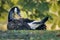 Small goose reclines in the grass in a tranquil outdoor setting, surrounded by trees.