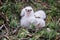 Small goshawk hawk chicks in their nest.