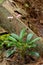 A small graceful forest flower umbellate wintergreen