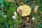 Small graceful mushrooms in the grass and yellow leaf of aspen