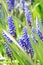 Small grape hyacinths