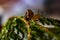 Small grape snail close-up on a thuja branch. Helix pomatia, Gastropoda