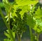 Small grapes growing on grapevine, close up