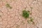 SMall grass on desert dry soil with cracks