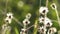 Small grass flower moving in the wind and sunlight