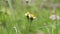 Small grass flowers moves in the wind and blur green natural background
