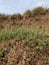 Small grass plants on the descent of the hill