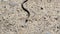 Small grass-snake on the sand