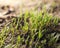 Small grass sprout in soil in nature