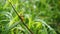 Small grasshopper on grass leaf