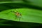 Small grasshopper on a green leaf