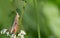 A small grasshopper, an insect, hangs on a grass stalk at the side of the picture. There is space for text. Light shines into the