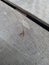 small grasshopper on ironwood board