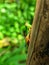 a small grasshopper perched on a banana tree