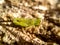 A small grasshopper on a tree trunk