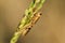 Small grasshoppers on the rice plant in nature