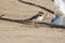 Small gray bird Big-billed plover on sandy beach. Greater Sand Plover-Charadrius leschenaultii